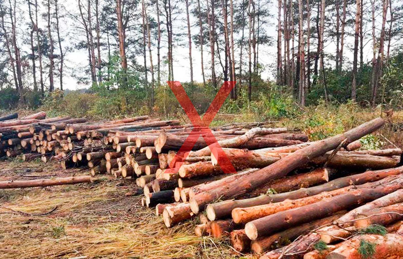 Заготовленная древесина для строительства домов